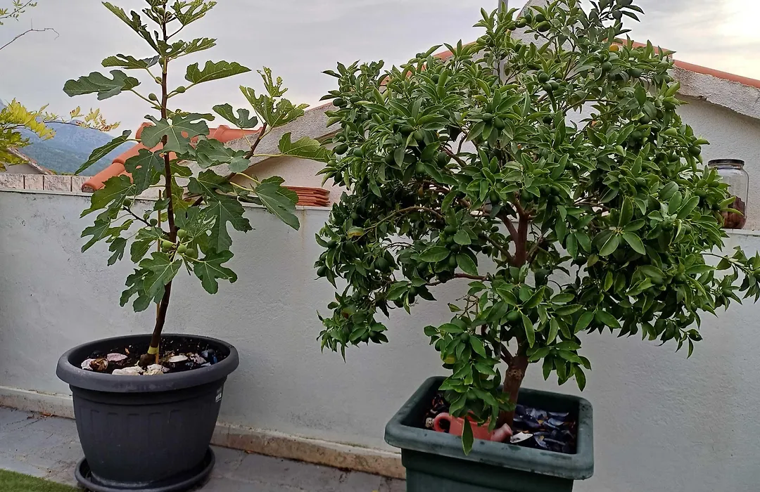 Guest House Jungher-1