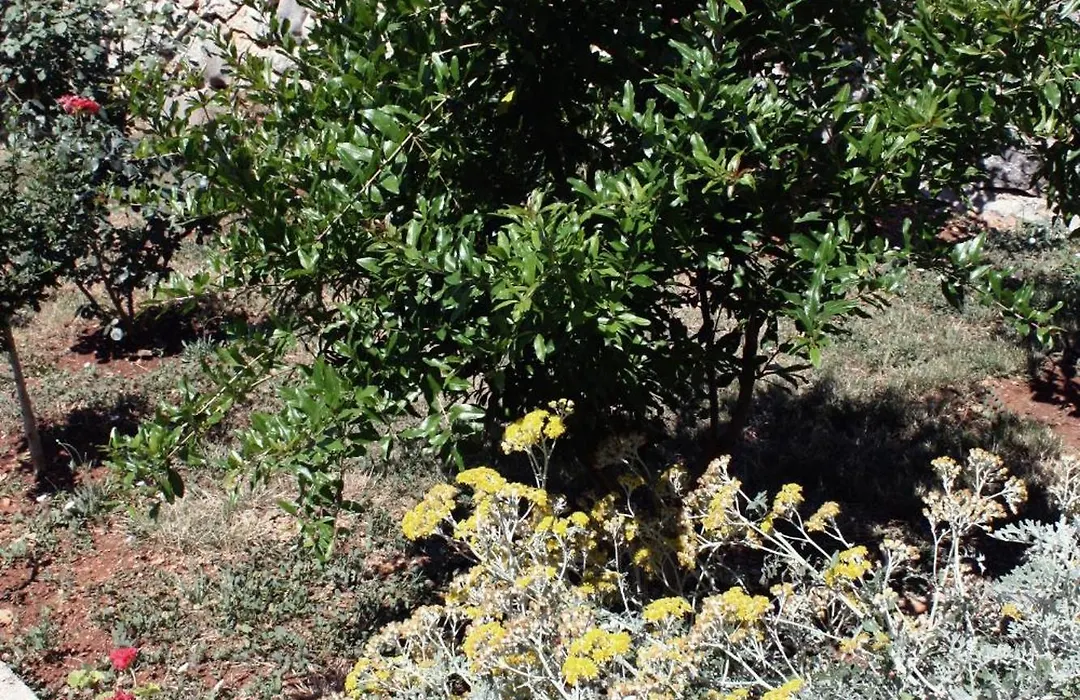 Apartments And Rooms With Parking Space Barbat, Rab - 5070-1