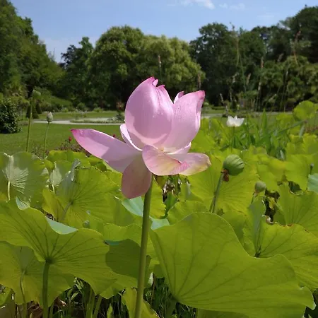 Botanical garden-2