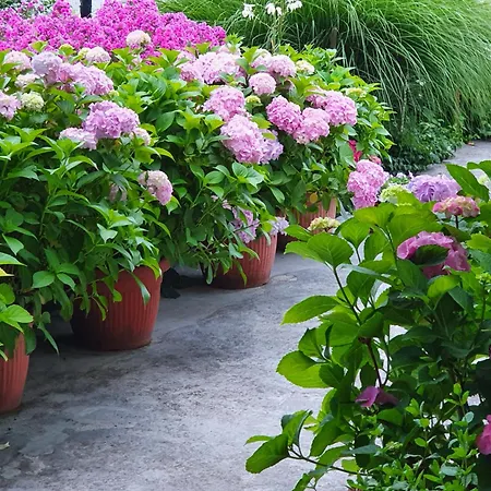 Guesthouse Vila-2