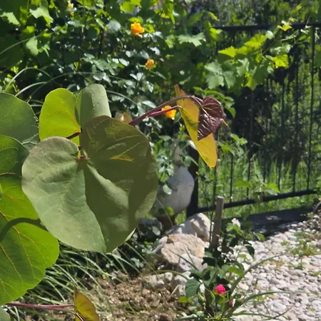 Scents Of Nature-Dubrovnik Area-2